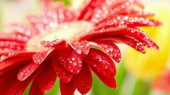 HD Wallpaper 1080p Widescreen Flowers The Best