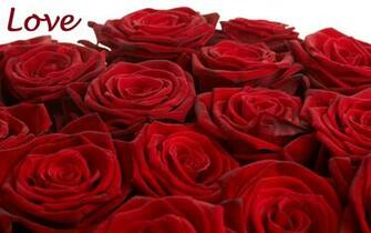 Love Roses Flower High Quality HD Wallpaper Rocks