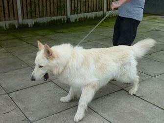 Quality Imported Dogs White German Shepherd Puppies
