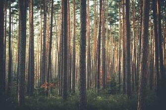 Pine Tree Wallpaper HD Image