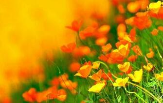 California Poppies Wallpaper