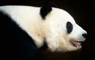 Wallpaper Background Black Dark Portrait Bear Mouth