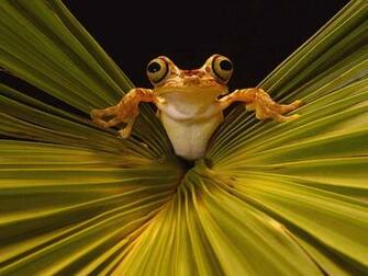 Rainforest Animals Wallpaper Image