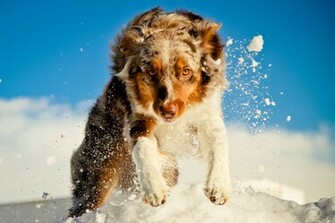 Australian Shepherd In Snow Wallpaper And Image