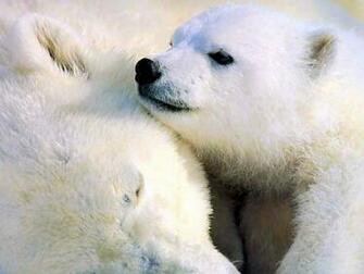 Desktop Wallpaper Gallery Animals White Bear Baby
