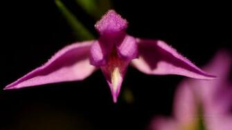 Macro Fiore Sfondi Fotografie Di Wallpaper Gratis X