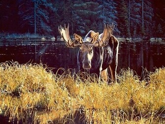 Deer Wallpaper Image And Animal Desktop Background