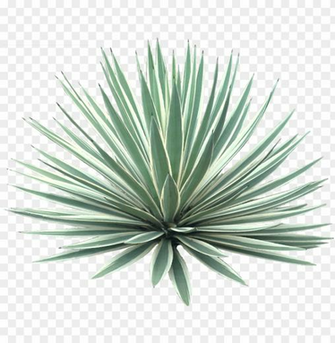 Agave Americana Marginata Desert Plant Transparent Background