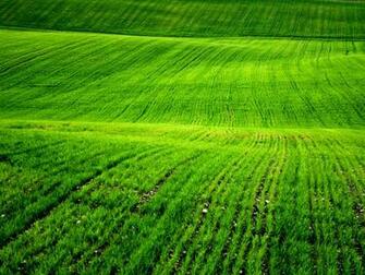 Wallpaper For Desktop Background Grass