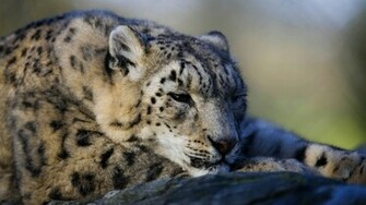 Snow Leopard Wallpaper Tag Amazing Wallpaperz