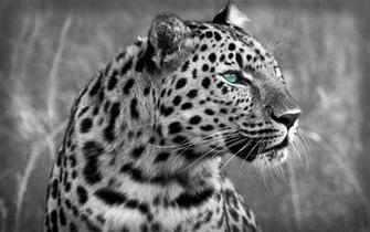 Spotted Wallpaper Black And White Desktop