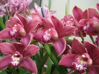 Pictures Of Flowers Wallpaper Full HD