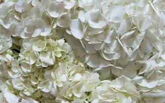 Hydrangea Wallpaper