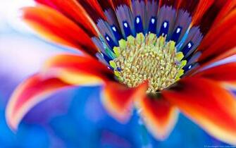 Wallpaper HD Widescreen Red Flower Close Up