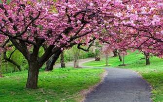 Park Sakura Spring In The Garden Wallpaper And Image