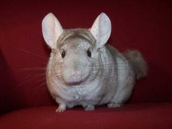 Chinchilla HD Wallpaper