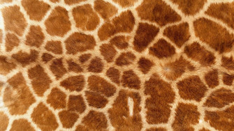 Animal Print Background Wallpaper