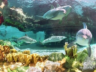 Dolphins Are The Best Ever