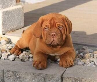 Related Pictures Pin French Mastiff Wallpaper Car