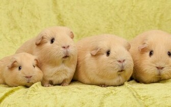 Guinea Pig Wallpaper