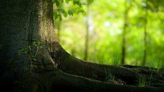 The Roots Of A Large Tree Wallpaper And Image
