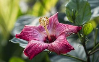 Hibiscus HD Wallpaper Wallpaperask