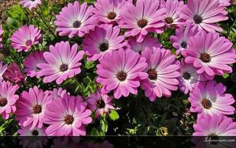 Summer Flowers Wallpaper HD 3d