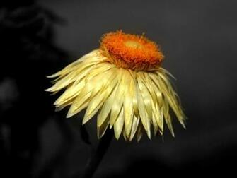 Best HD Natural Wallpaper Ever High Definition