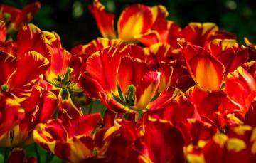 Wallpaper Light Flowers Bright Spring Tulips Red Buds A Lot