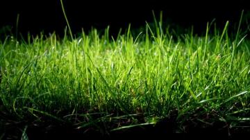 Grass Background