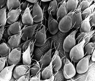 Picture Mucosal Surface Small Cell Intestine Gerbil