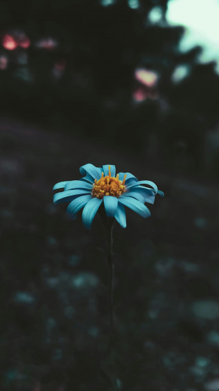 Blue Flower Wallpaper That Ll Add Tranquility To Your Screen