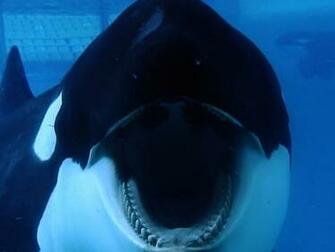 Blackfish Wallpaper High Res Movie