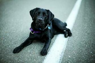 Black Labrador Retriever Wallpaper For Desktop