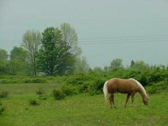 Horse Nature Screensaver Screensavers