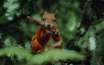Aesthetic Animals Wallpaper