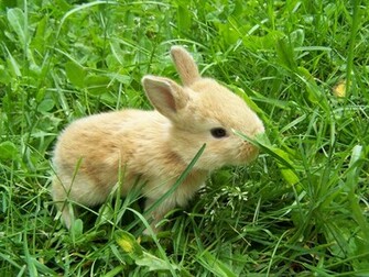 Cute Little Rabbits HD Wallpaper In For