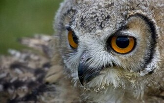 Owl Wallpaper