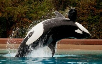 Animal Orca Wallpaper