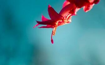 Windows HD Wallpaper Flowers Image Themes