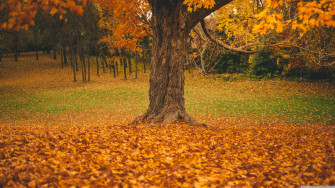 4k Fall Wallpaper