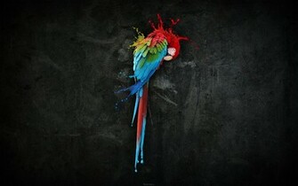 Pretty Parrot Splash Wallpaper HD