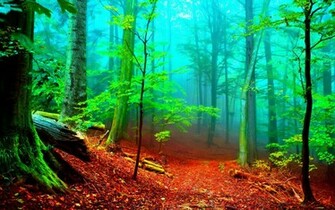 Enchanted Forest Wallpaper