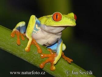 Agalychnis Callidryas Pictures Image