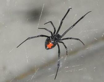 Black Widow Spider Image Picture Code