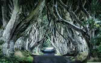 Dark Hedges Northern Ireland 4k HD Desktop Wallpaper For