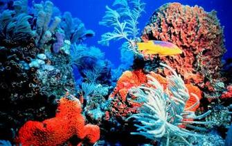Colorful Coral Reef HD