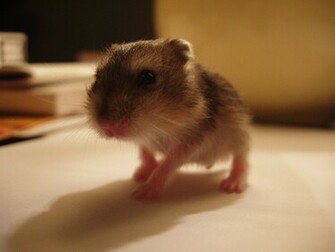 Cute Hamster Walk Alone Okay Wallpaper