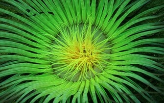 Neon Green Animal Background Wallpaper