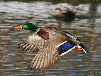 Drake Waterfowl Wallpaper Pictures
